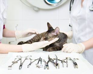 Veterinary tool sharpening