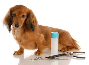 Dog Grooming Tool Sharpening